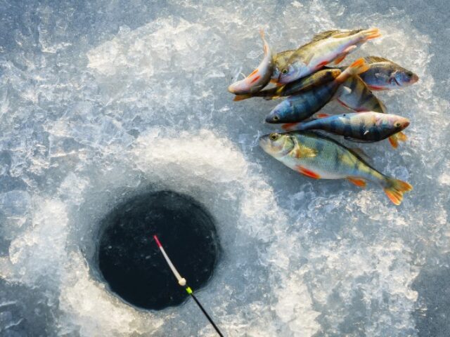 Popular for ice fishing, Pigeon Lake offers anglers the chance to catch pike, crappie, and walleye throughout the cold months.