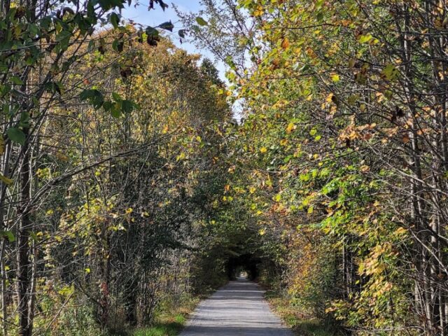 This scenic trail spans over 85 km and runs through Bobcaygeon, perfect for cycling enthusiasts. The flat, well-maintained trail provides scenic views of lakes and forests.